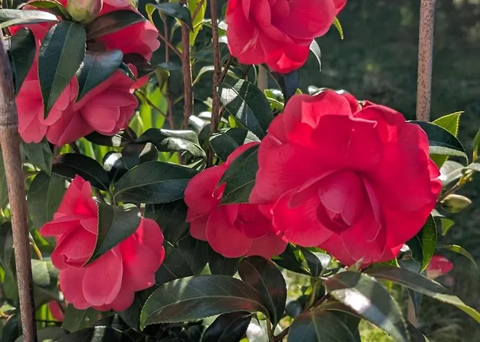 アパート La Camelia